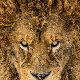 Serious Lion by Mike Centioli