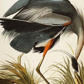 Great Blue Heron by John James Audubon