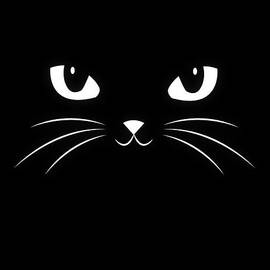 Cute Black Cat by Philipp Rietz
