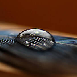 Drop on a Bluejay Feather by Sue Capuano