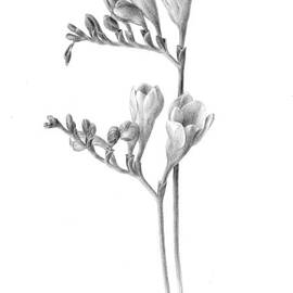 Freesia Drawing by Diane Cardaci The Sketch Hunter - Pixels