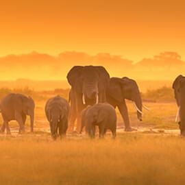 Golden Light by David Hua