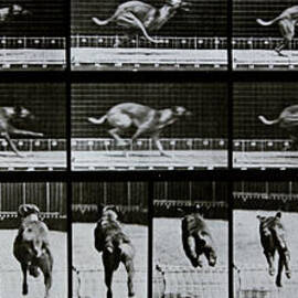 Greyhound running by Eadweard Muybridge