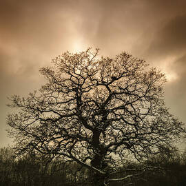 Lone Tree by Amanda Elwell