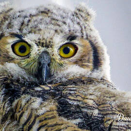 Owlet Close-up