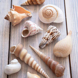One Hundred Seashells 自然 貝 アート 写真集 One Hundred Seashells 自然 貝 アート 写真集 【公式通販】