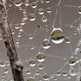 Many Worlds In One Small Space by Sue Capuano