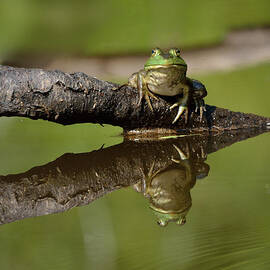 Reflecktafrog by Sue Capuano