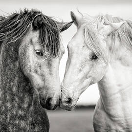 Friends IV by Tim Booth
