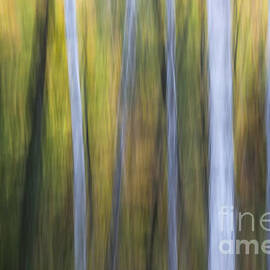 Birches in twilight by Elena Elisseeva