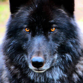Black Wolf Jigsaw Puzzle by Nick Gustafson - Nick Gustafson