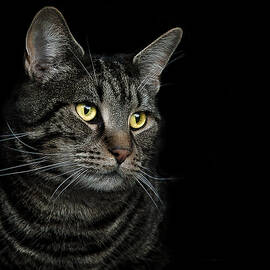 gaze  by Paul Neville