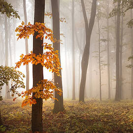 In November Light by Franz Schumacher