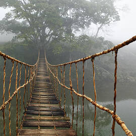 Jungle Journey 2 by Skip Nall