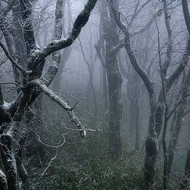 Misty by Sho Shibata