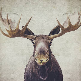 Moose by Nastasia Cook