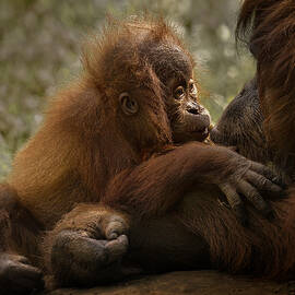 Mother's Love by C.s.tjandra