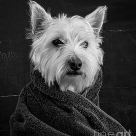 Portrait of a Westie Dog by Edward Fielding