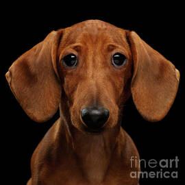 Smooth-haired Dachshund by Sergei Taran