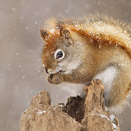 Snow Storm by Mircea Costina
