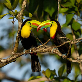 Formation by Rajat Dhesi