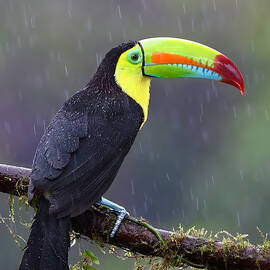Keel-billed Toucan by Jim Cumming