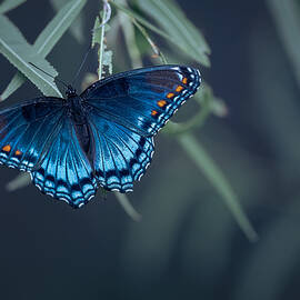 Butterfly by Ivy Deng