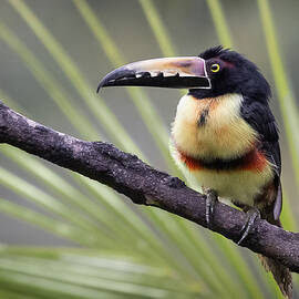 All Fluffed Up by Renee Doyle