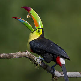 Colorful Trick by Young Feng