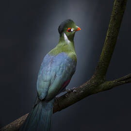 Delightful by Greetje Van Son