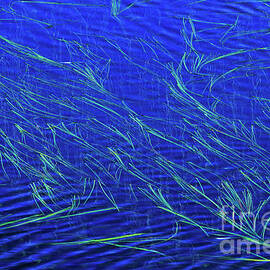 Grasses and Water by Sandra Bronstein