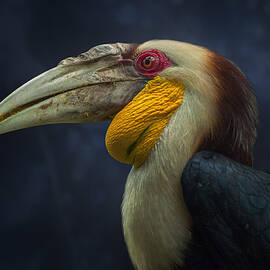 Hornbill by Rudi Gunawan