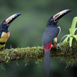 Inquisitive Pair by Renee Doyle