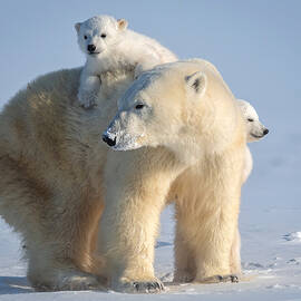 Mischievous Little Polar Bear by Hung Tsui