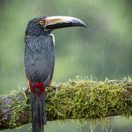 Rain Drops .... by Renee Doyle