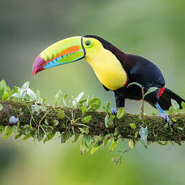 Ramphastos Sulfuratus, Keel-billed Toucan by Petr Simon