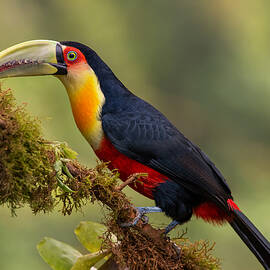 Red-breasted Toucan by Piotr Galus