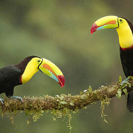 Singing In The Rain by Renee Doyle