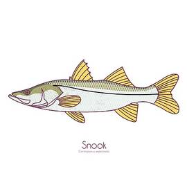 Snook