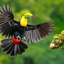 Spread Wings by Hung Tsui