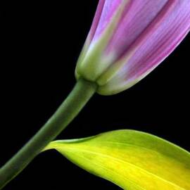 Life Lines by Dan Holm