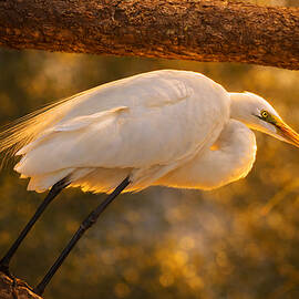 Great Egret in Golden Hour Light