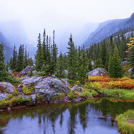 Saturated Forest by Chad Dutson