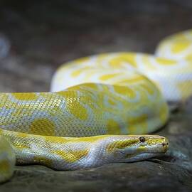 Python Holiday Ornaments for Sale - Pixels