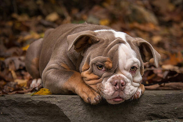 Bella by Joye Ardyn Durham