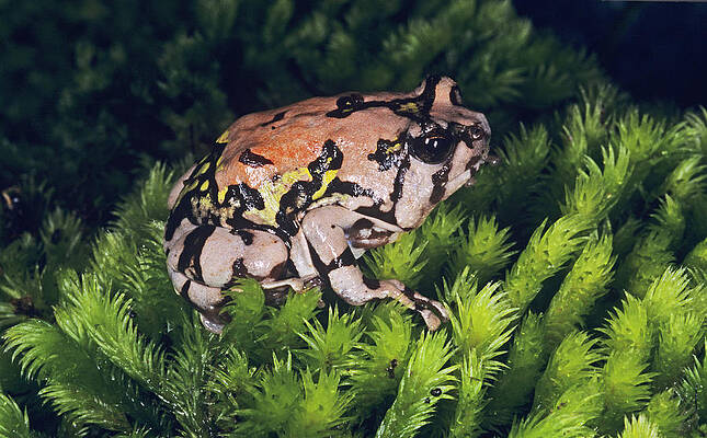 Burrowing Frog Wall Art for Sale - Pixels
