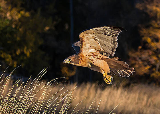 Red-Tailed Hawk in Flight by Dawn Key
