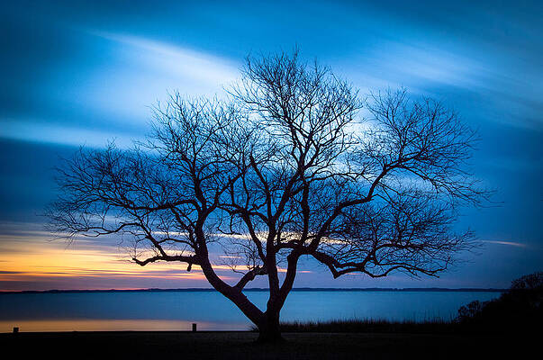 Another Favorite Tree by Joye Ardyn Durham