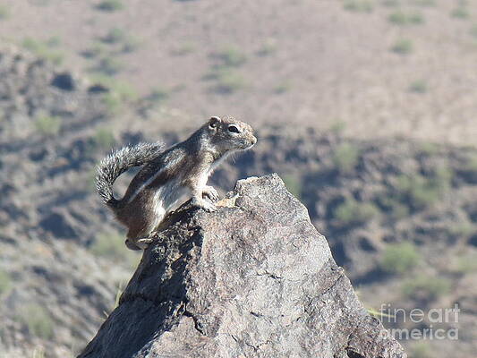 Chipmunk by Zshop -