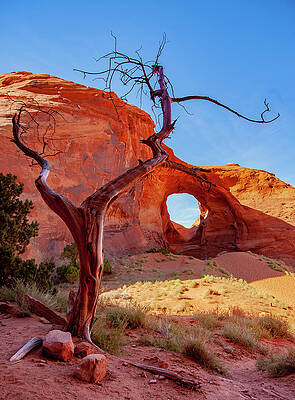 Tree and Arch by S Katz